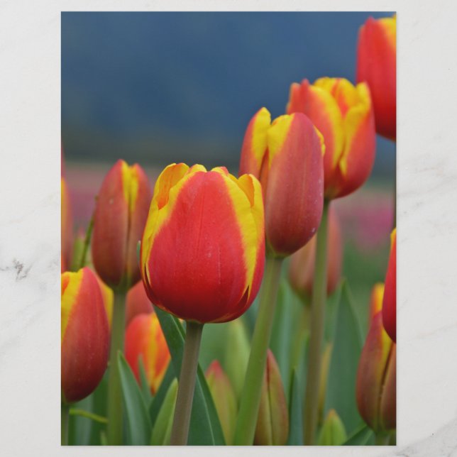 Tulips für die Mama (Vorderseite)