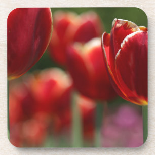 Tulips Getränkeuntersetzer