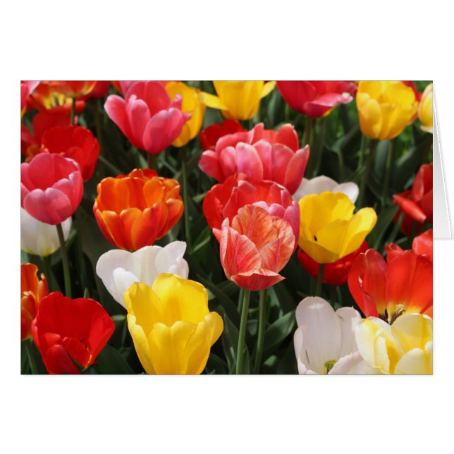 Tulips Grußkarte (Vorderseite (Horizontal))