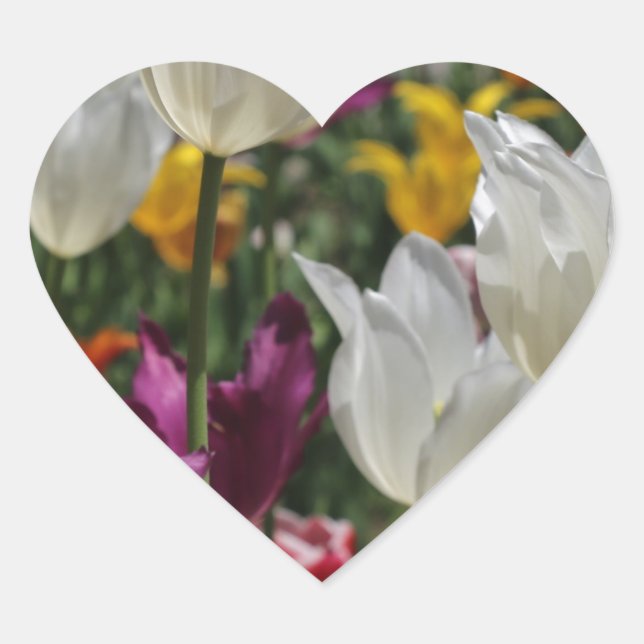 Tulips Herz-Aufkleber (Vorderseite)