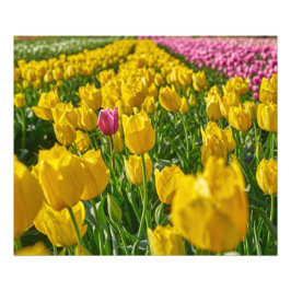 Tulips im Frühling Fotodruck