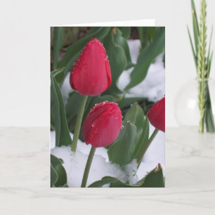 Tulips im Schnee Karte
