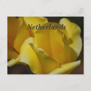 Tulips in den Niederlanden Postkarte