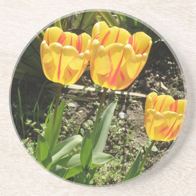 Tulips in den Sun-Untersetzer Sandstein Untersetzer (Vorne)