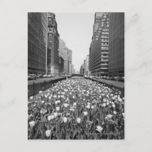 Tulips in der Mitte der Stadtstraße Postkarte