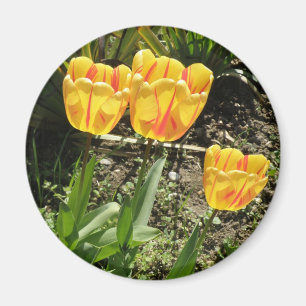 Tulips in der Sonne Magnet