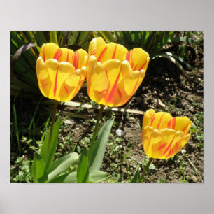 Tulips in der Sonne Print Poster