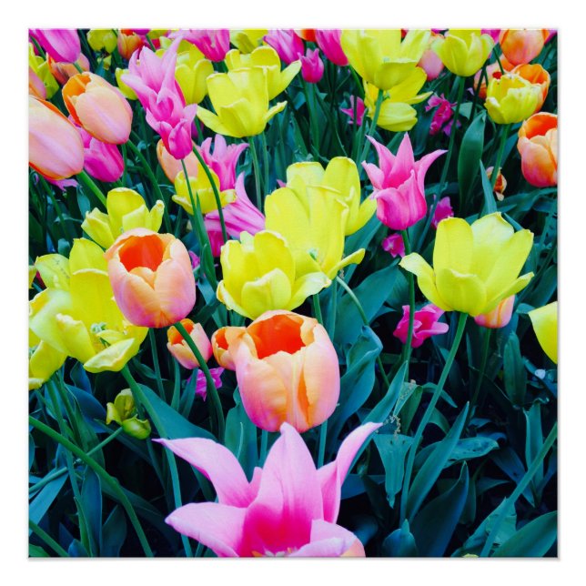 Tulips in der Stadt Poster (Vorderseite)