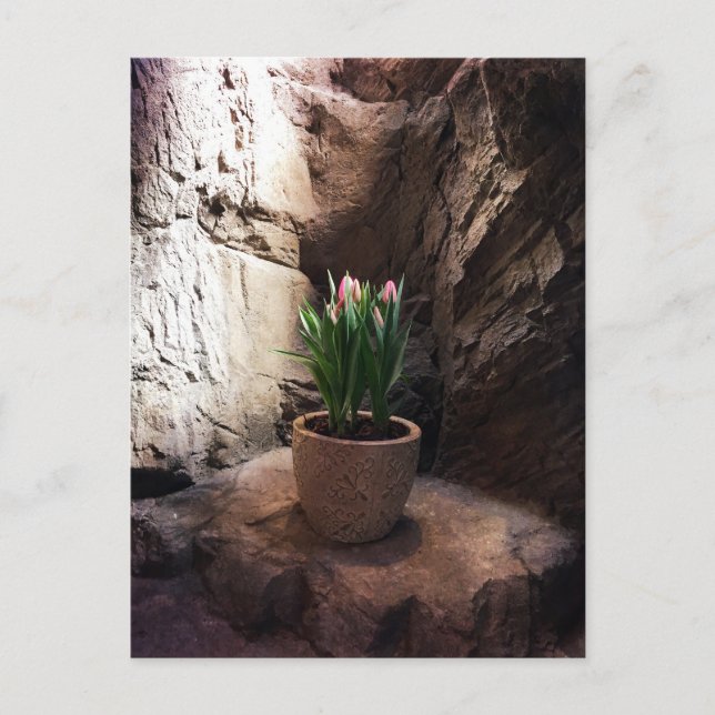Tulips in einem Grotto Postkarte (Vorderseite)
