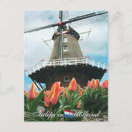 Tulips in Holland Postcard Postkarte