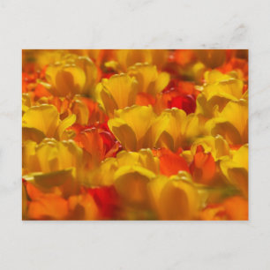 Tulips in Keukenhof Gardens, Amsterdam, 2 Postkarte