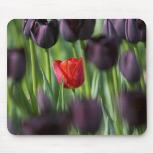 Tulips in Keukenhof Gardens, Amsterdam, Mousepad