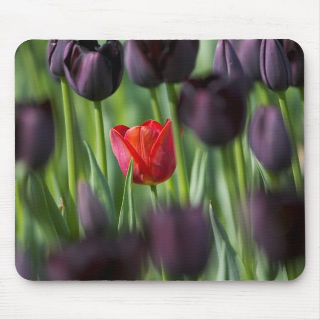 Tulips in Keukenhof Gardens, Amsterdam, Mousepad (Vorne)