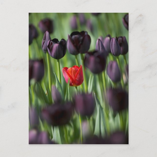 Tulips in Keukenhof Gardens, Amsterdam, Postkarte (Vorderseite)