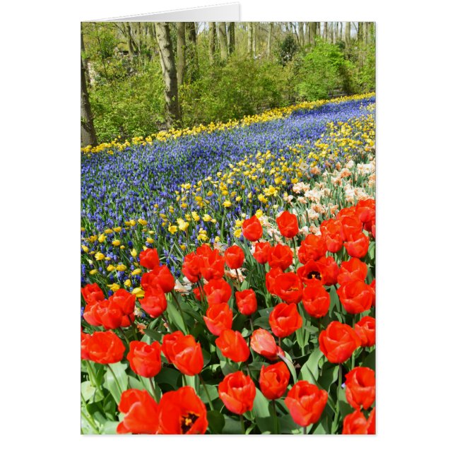 Tulips in Wäldern (Vorne)