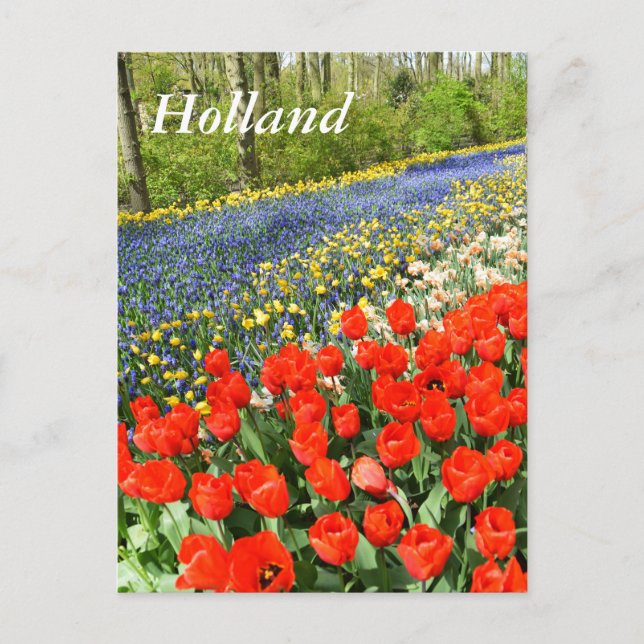 Tulips in Wäldern Postkarte (Vorderseite)