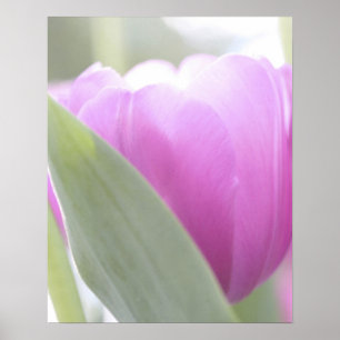 Tulips, Keukenhoff Gardens, Niederlande. 2 Poster