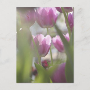 Tulips, Keukenhoff Gardens, Niederlande. Postkarte