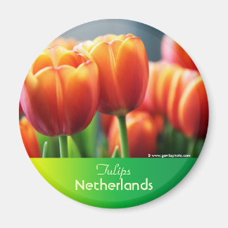 Tulips Magnet