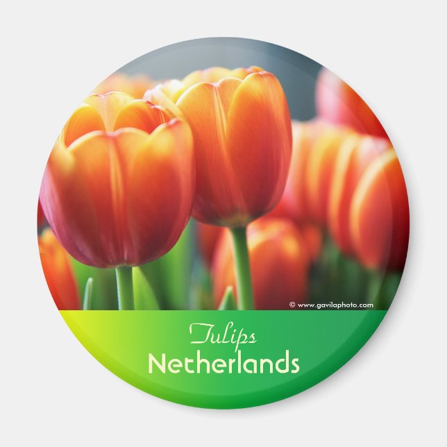Tulips Magnet (Vorne)