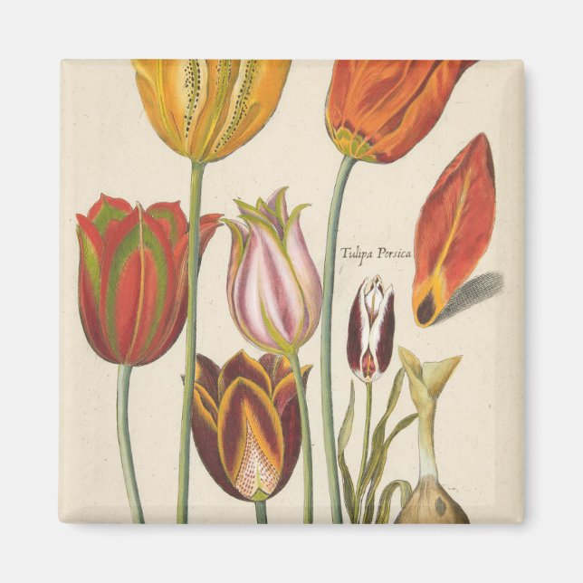 Tulips Magnet (Vorne)