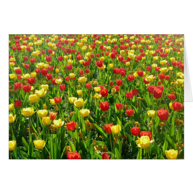 Tulips-Meer II (Vorderseite (Horizontal))