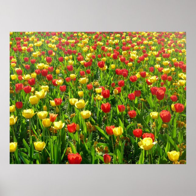 Tulips-Meer II Poster (Vorne)