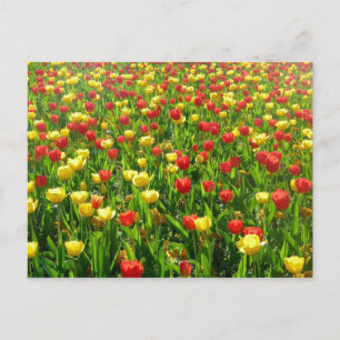 Tulips-Meer II Postkarte