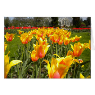 Tulips on Elizabeth Park