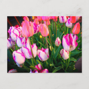 Tulips Peace Flame & Affaire #2 Postcard Postkarte