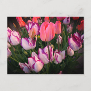Tulips Peace Flame & Affaire Postcard Postkarte