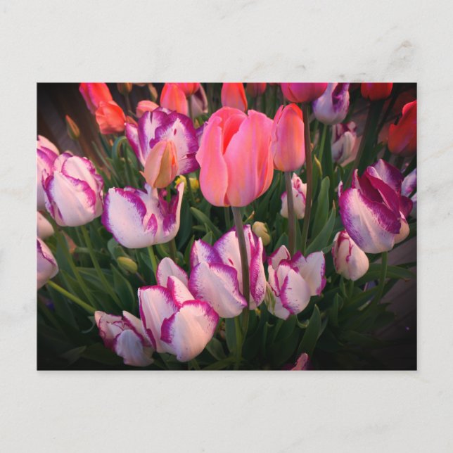 Tulips Peace Flame & Affaire Postcard Postkarte (Vorderseite)