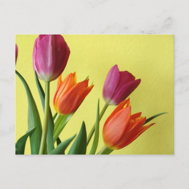 Tulips Postcard Postkarte (Vorderseite)