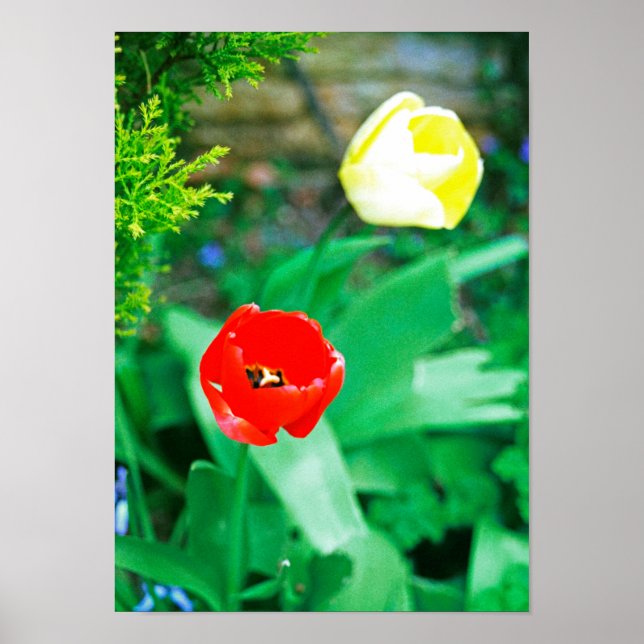 Tulips Poster (Vorne)