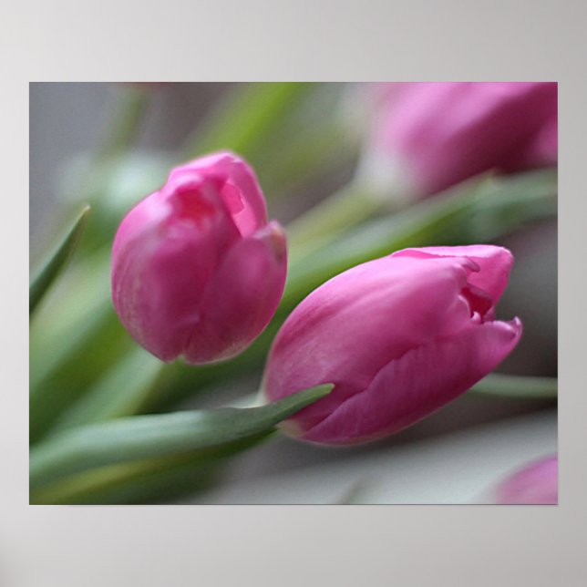 Tulips Poster (Vorne)