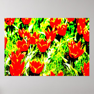 Tulips Poster