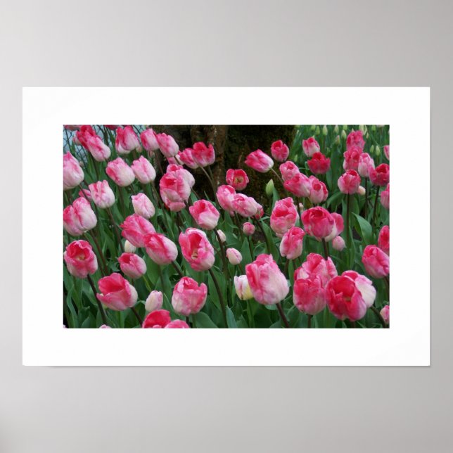 Tulips Poster (Vorne)