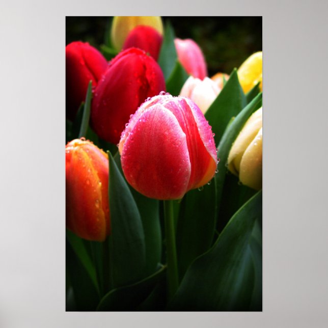 Tulips Poster (Vorne)