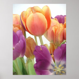 TULIPS POSTER