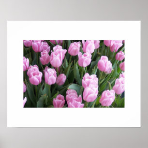 Tulips Poster