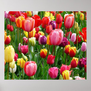 Tulips Poster