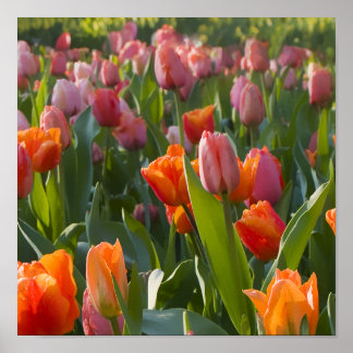 Tulips Poster