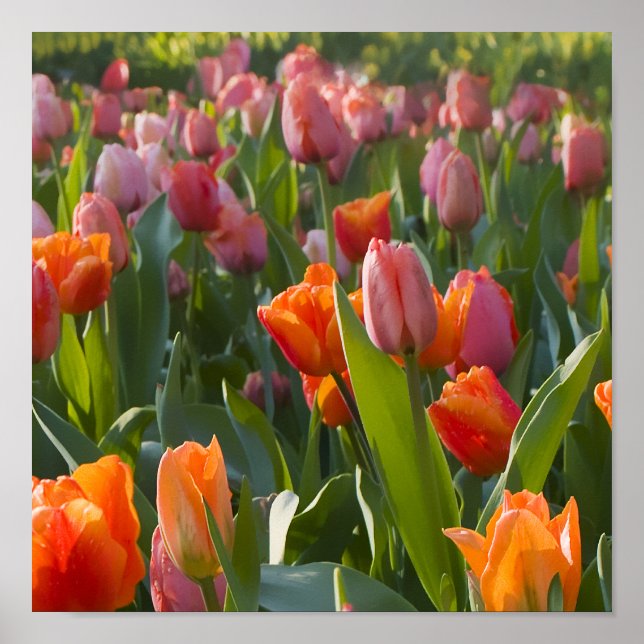 Tulips Poster (Vorne)