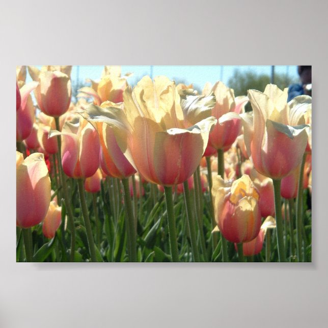 Tulips Poster (Vorne)