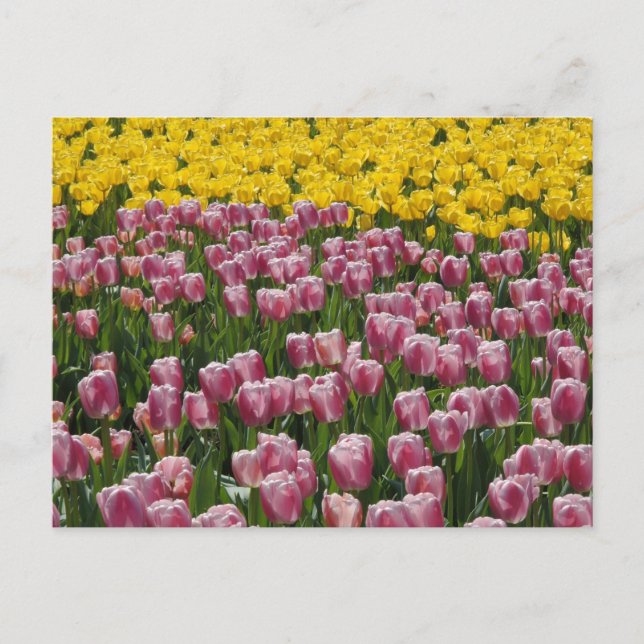 Tulips Postkarte (Vorderseite)