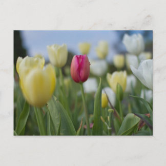 Tulips Postkarte
