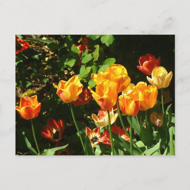 Tulips | Postkarte (Vorderseite)