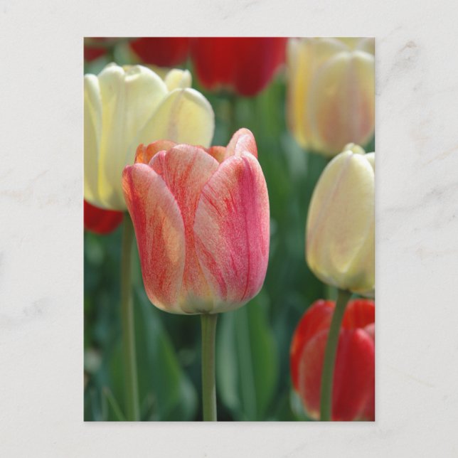 Tulips Postkarte (Vorderseite)