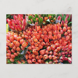 Tulips Postkarte