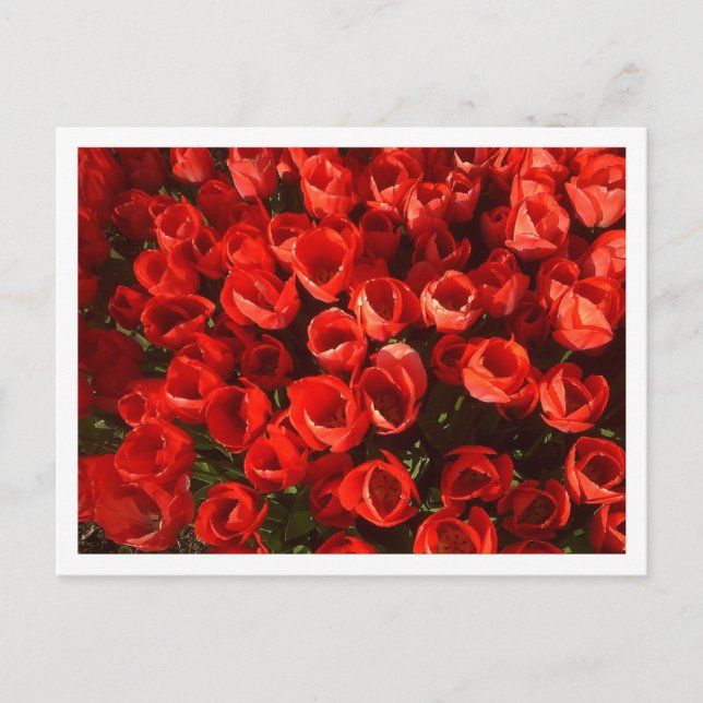 Tulips Postkarte (Vorderseite)